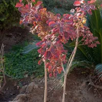 فروش یک قطعه زمین مسکونی به متراژ ۵۰۰ مترمربع