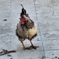خروس و مرغ محلی|حیوانات مزرعه|مشهد, کوثر|دیوار