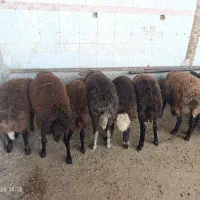 بره نر نیم گوشت