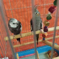 عروس هلندی سخنگو