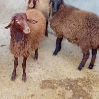 بره بهاری. کاملا سالم و سرحال، 2 نر 1 ماده