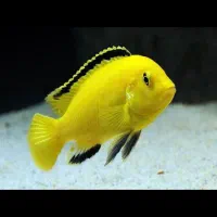 انواع رنگ سیچلاید ماکرو