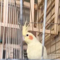 یک جفت عروس هلندی لوتینو چشم شرابی هیکل درشت