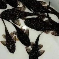 ماهی نظافتچی لجن خوار لوچ کفخوار / آکواریوم سانفیش|ماهی|زنجان, |دیوار