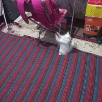 گربه پرشین ۶ماهه سفید حرف گوش کن|گربه|بجنورد, |دیوار
