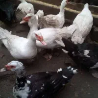 اردک اسرائیلی