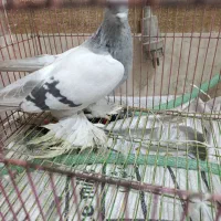 ترکیه بازی دار کبوتر|پرنده|ملکان, |دیوار