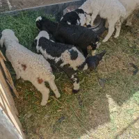 بره