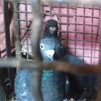 ۷ عدد پلاکی|پرنده|ایلام, |دیوار