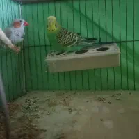 مرغ عشق و فنچ نر