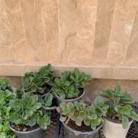 گل آپارتمانی|گل و گیاه طبیعی|تربتحیدریه, قائم|دیوار