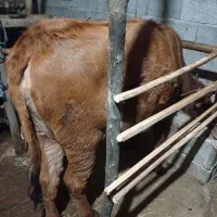 گاو جرسی۵ماه حامله