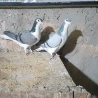 دمگیر جفتی گچی وسیاپشت وپلاکی اصل سبز دوخط