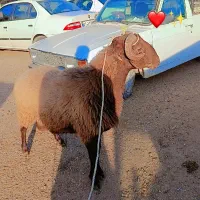 بره قوچ تازه شیشک شده