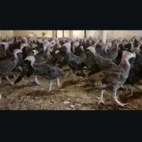 جوجه بوقلمون