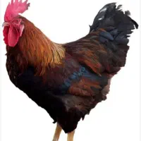 فروش خروس سرحال