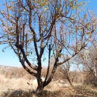 هرس انواع درخت تخصصی مهندسی|خدمات باغبانی و درختکاری|بروجرد, |دیوار