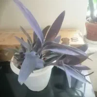 گل مرجان و گل ارغوانی،گل برگ بیدی و گل گندمی