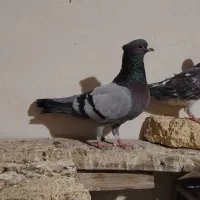 4تا کفتر 3تاماده 1نر