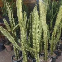 گلخانه ترنج. خیابان آزادکان(کوچه حمام شیک)