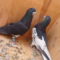 کبوترخوشرنگ سیاه|پرنده|کازرون, |دیوار