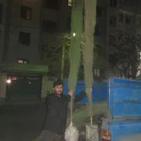 سه متری سرو شیراز