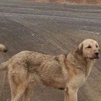 واگذاری|سگ|ساروق, |دیوار