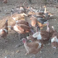 25عدد بوقلمون محلی  و 18عدد قاز قو