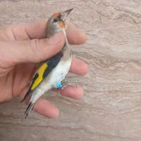 سهره دورگ|پرنده|کهریزک, |دیوار