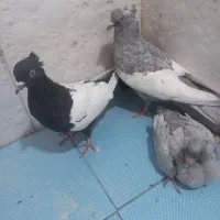 سینه الماسی|پرنده|شیراز, محراب|دیوار