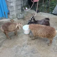 بره و بز خوراک خوار