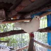 جفت پاک سفید کاکلی