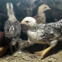 فروش جوجه محلی اصیل صددرصد کرچ شو ۱۳ روزه