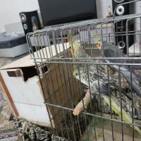 عروس هلندی جفت با جوجه