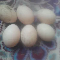 تخم اردک اسرائیلی نطفه دار