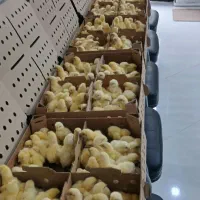 جوجه گوشتی نژاد راس