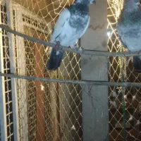 کبوتر پاکستانی|پرنده|بندر انزلی, پرستار|دیوار