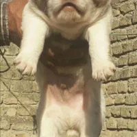 آلابای بااصالت نگهبان.. گله ای و..فی فقط سه|سگ|مشهد, ترمینال|دیوار