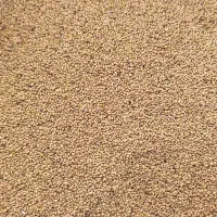 بذر یونجه درجه ۱ تضمینی