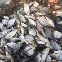 اسپلش،بچه ماهی،خوراک ،کپور|ماهی|شادگان, |دیوار