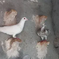 کبوتر  توضیحات بخونید