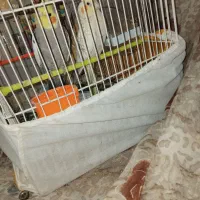 یک جفت عروس با تخم