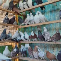 کفترپرشی معاوضه