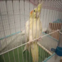 عروس هلندی نر