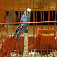 مرغ عشق|پرنده|گرگان, |دیوار