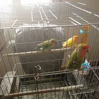 جفت مولد طوطی برزیلی