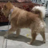 سگ چاوچاو نرو لاس پاپی|سگ|ابریشم, |دیوار