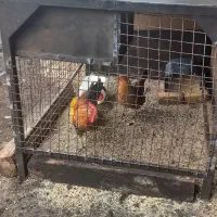 مرغ و خروس گلین جنگی