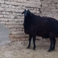 قصاب گوسفند زنده|خدمات پذیرایی، مراسم|قم, نیروگاه|دیوار