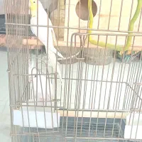 عروس هلندی|پرنده|قیدار, |دیوار